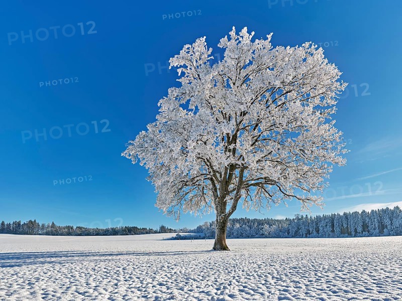 English oak (Quercus robur, synonym: Quercus pedunculata), in hoarfrost, Schlatt, Müswangen, Canton Lucerne, Switzerland, Europe