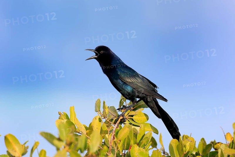 Boat-tailed grackle (Quiscalus major), adult, male, calling, singing, Waiting, Merritt Island, Black Point Wildlife Drive, Florida, USA, North America