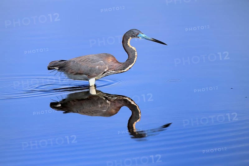 Tricoloured Heron (Egretta tricolor), adult, in the water, foraging, Merritt Island, Black Point Wildlife Drive, Florida, USA, North America
