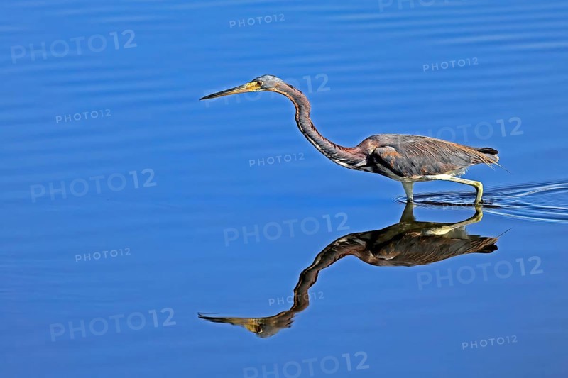 Tricoloured Heron (Egretta tricolor), adult, in the water, foraging, Merritt Island, Black Point Wildlife Drive, Florida, USA, North America