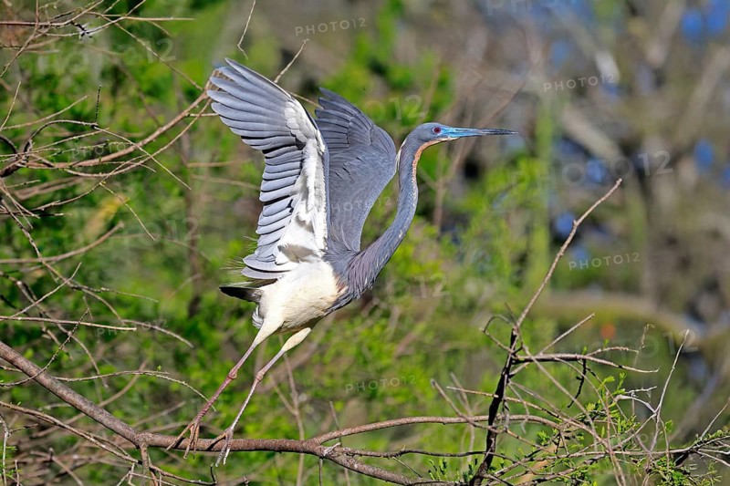 Tricoloured Heron (Egretta tricolor), adult, on tree, flying up, St. Augustine, Florida, USA, North America
