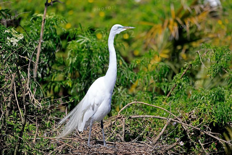 Great Egret (Ardea alba), adult, breeding plumage, decorative feathers, at the nest, Orlando, Florida, USA, North America