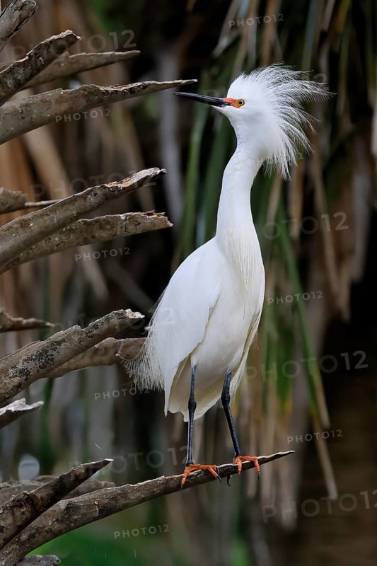 Great Egret (Egretta thula), adult, in breeding plumage, during breeding season, perch, St. Augustine, Florida, North America, USA, North America