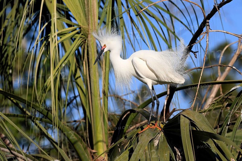 Great Egret (Egretta thula), adult, in breeding plumage, during breeding season, on tree, St. Augustine, Florida, North America, USA, North America