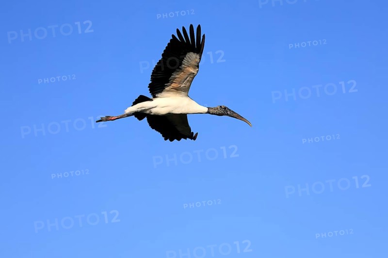 Wood stork (Mycteria americana), adult, flying, St. Augustine, Florida, USA, North America