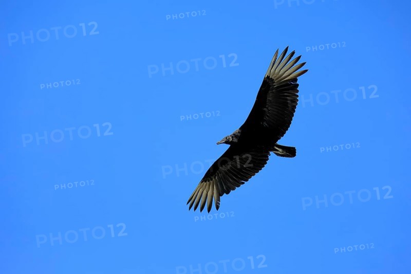 Raven Vulture (Coragyps atratus), adult, flying, flight, Orland, Florida, USA, North America Florida, USA, North America