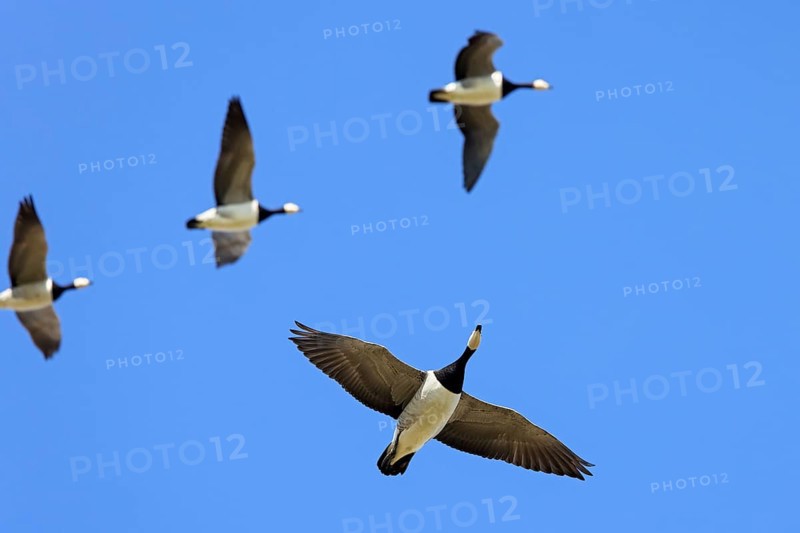 Flock of barnacle geese (Branta leucopsis) flying in formation against blue sky during spring migration