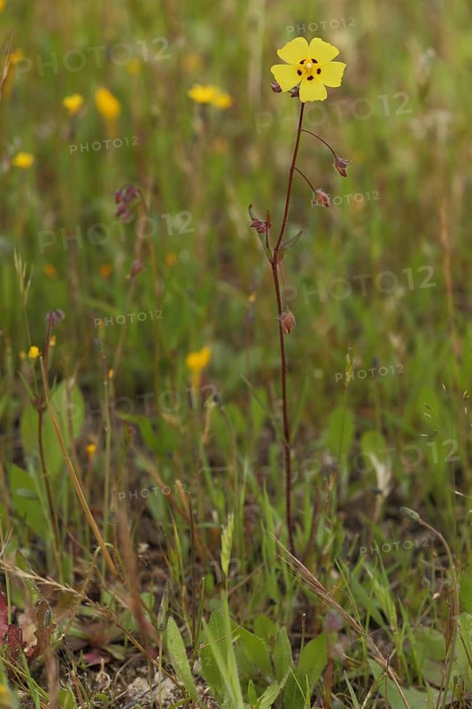 Annual rock-rose (Tuberaria guttata), Tuberaria, Cistaceae, Malvales, Angiospermae, Angiospermae, Monocotyledonae, Plants, Campillo de Deleitosa, Extremadura, Spain, Europe