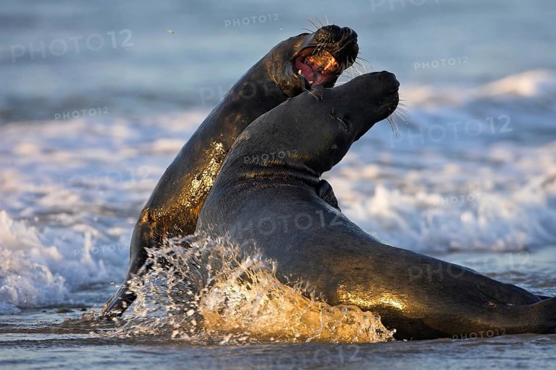 Grey seal (Halichoerus grypus), Island of Heligoland, Heligoland, Island of Heligoland, Schleswig-Holstein, Federal Republic of Germany