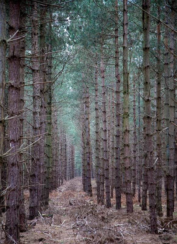 Rows of conifer trees standing in line, Rendlesham Forest, Suffolk, England, United Kingdom, Europe