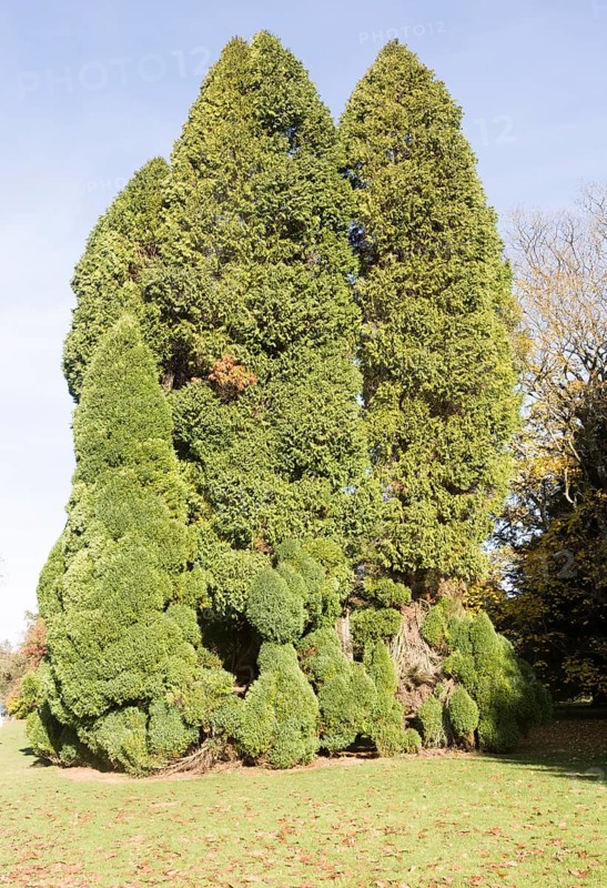Lawson cypress tree, Chamaecyparis Lawsoniana, National arboretum, Westonbirt arboretum, Gloucestershire, England, UK -'Pottenii'