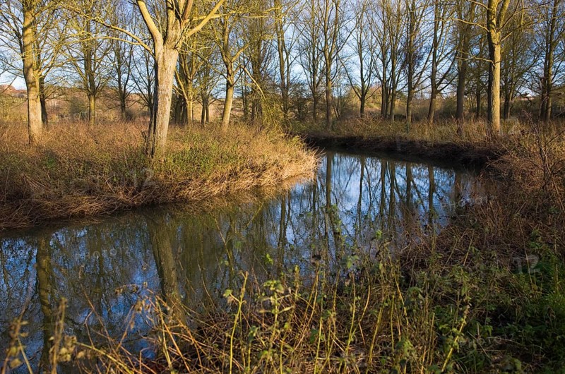 River Deben meandering through willow tree woodland at Campsea Ashe, Suffolk, England, United Kingdom, Europe