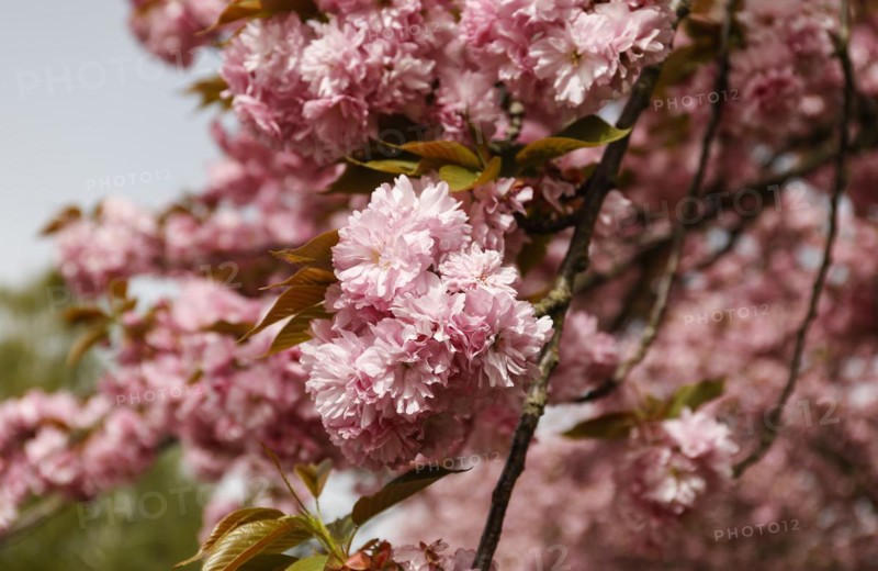 Blossoming cherry trees on the TV Asahi cherry blossom avenue on the Berlin Wall Trail. The cherry blossom avenue on the former border strip between the town of Teltow and the Berlin district of Lichterfelde is 2 kilometres long, Teltow, 09.04.2024., Teltow, Brandenburg, Germany, Europe