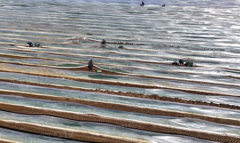 The first asparagus is harvested from a foil-covered asparagus field, Beelitz, 26/03/2024