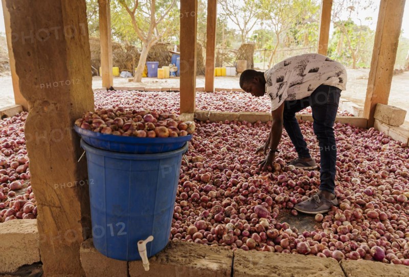 Onions, grown with organic fertiliser at the agroecological training centre Centre Beo-Noree in Beo-Noree, 04.03.2024.photographed on behalf of the Federal Ministry for Economic Cooperation and Development