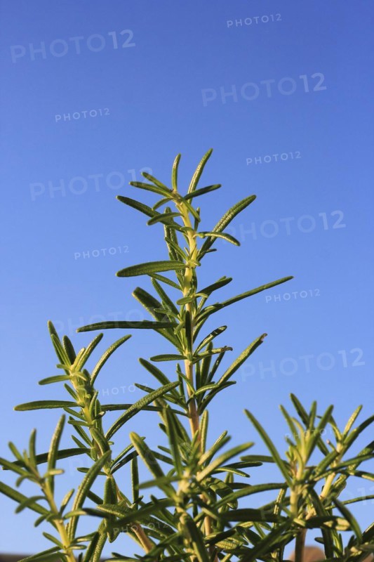 Rosemary (Salvia rosmarinus), in the blue sky, North Rhine-Westphalia, Germany, Europe
