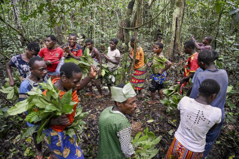Pygmies of the Baka or BaAka people dancing, Dzanga-Sangha Special Dense Forest Reserve, Sangha-Mbaéré Prefecture, Central African Republic, Africa