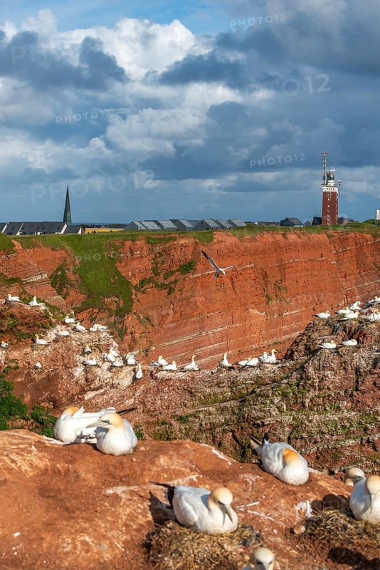 Red coloured sandstone, steep cliff coast of the offshore island of Heligoland, home of the northern gannets, nests, Heligoland uplands with brick lighthouse, tower of the Nicolai church, North Sea, Pinneberg district, Schleswig-Holstein, Germany, Europe