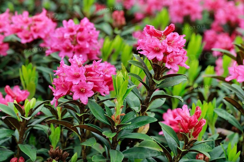 Rusty-leaved alpenrose, Rhododendron ferrugineum, Swiss Alps