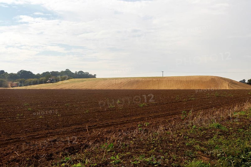 Silage clamp of sweetcorn maize in field stored for biofuel, Alderton, Suffolk, England, UK
