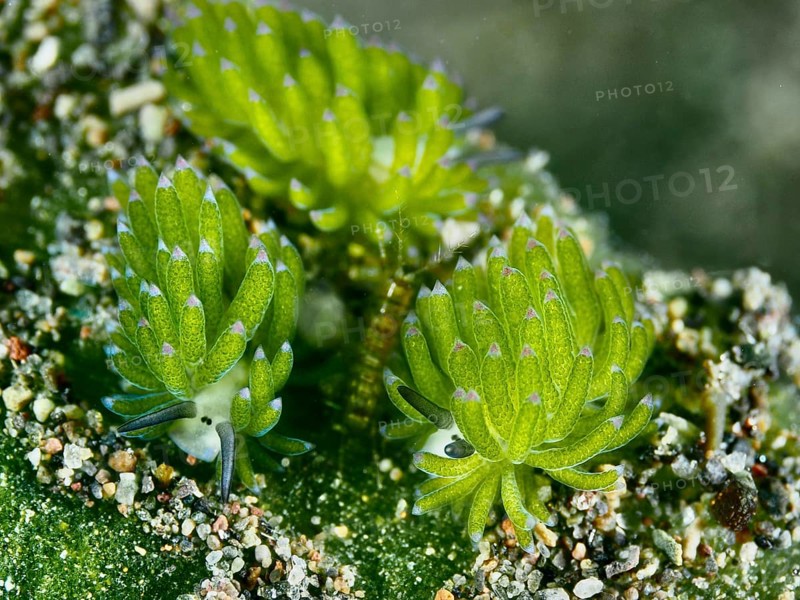 Three sea snails, leaf sheep snails (Costasiella kuroshimae), called Shaun the Sheep. Sea snail with kleptoplastids. The chloroplasts taken up by the green alga Avrainvillea lacerata and stored in its own body are clearly visible. Body length approx. 3 mm. Dive site Puri Jati, Umeanyar, Bali, Indonesia, Asia