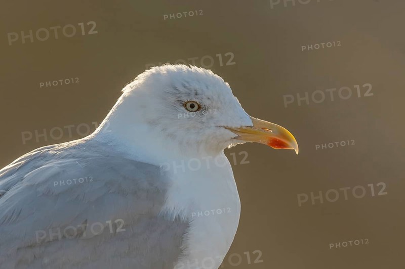 Portrait of a herring gull (Larus argentatus) in the cliffs of the Atlantic Ocean. Camaret, Crozon, Finistere, Brittany, France, Europe