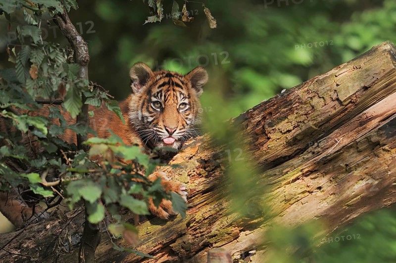 Sumatran tiger (Panthera tigris sumatrae), young, captive, native to Sumatra, Indonesia, Asia