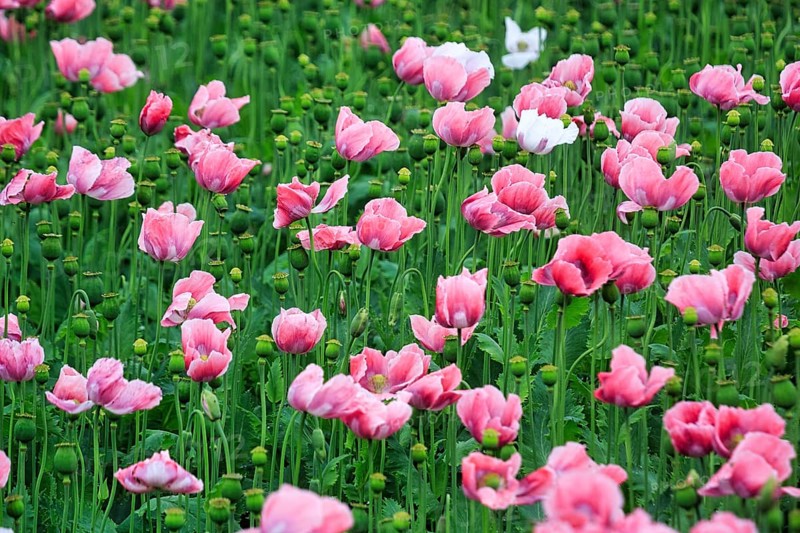 Opium poppy (Papaver somniferum), cultivation of edible poppy, poppy field, pink flowers and seed capsules, Germerode, Meißner, Geo-nature park Park Frau-Holle-Land, Hesse, Germany, Europe
