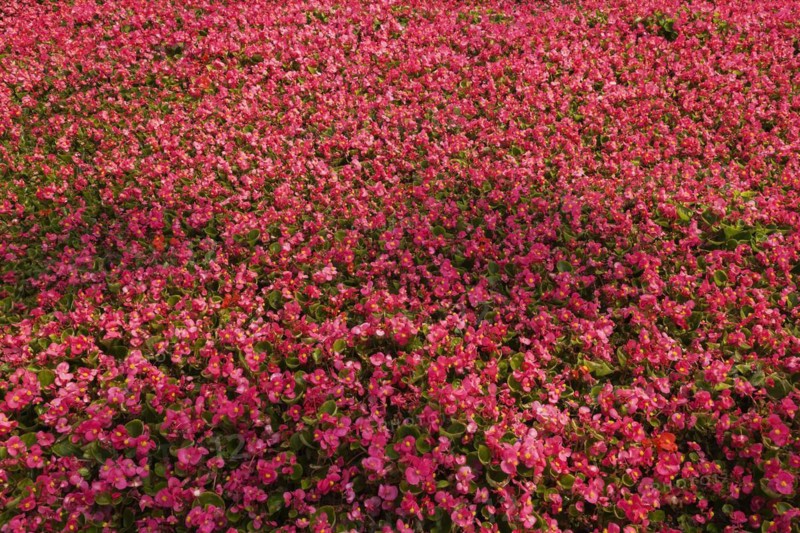 Tightly packed purple Begonia flowers growing in containers inside greenhouse in spring, Quebec, Canada, North America