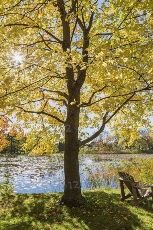 Wooden adirondack chair on green grass lawn beneath Acer, Maple tree next to pond with Nymphaea, Water lilies in autumn, Montreal Botanical Garden, Quebec, Canada, North America