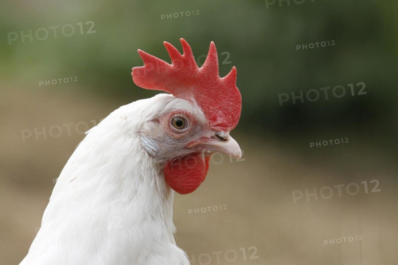 Domestic fowl (Gallus gallus)
