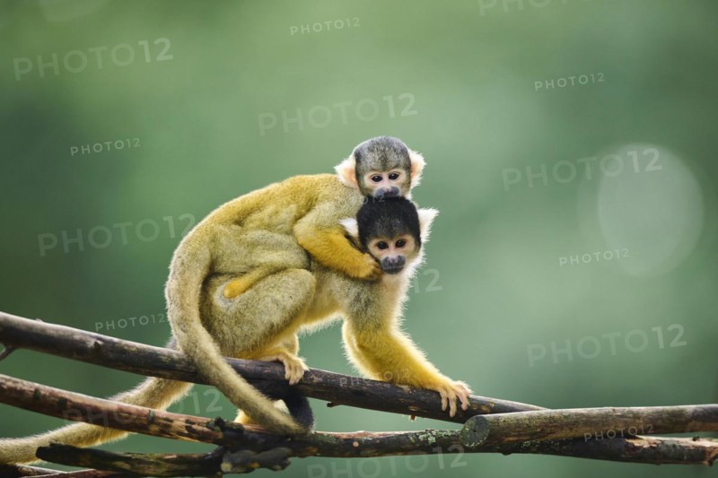 Common squirrel monkey (Saimiri sciureus) mother with her youngster, captive, distribution South America