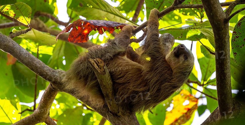Hoffmann's two-toed sloth (Choloepus hoffmanni) on a branch, Cahuita National Park, Costa Rica, Central America