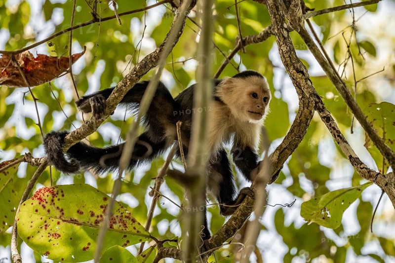 White-headed capuchin (Cebus imitator) in a tree, Cahuita National Park, Costa Rica, Central America