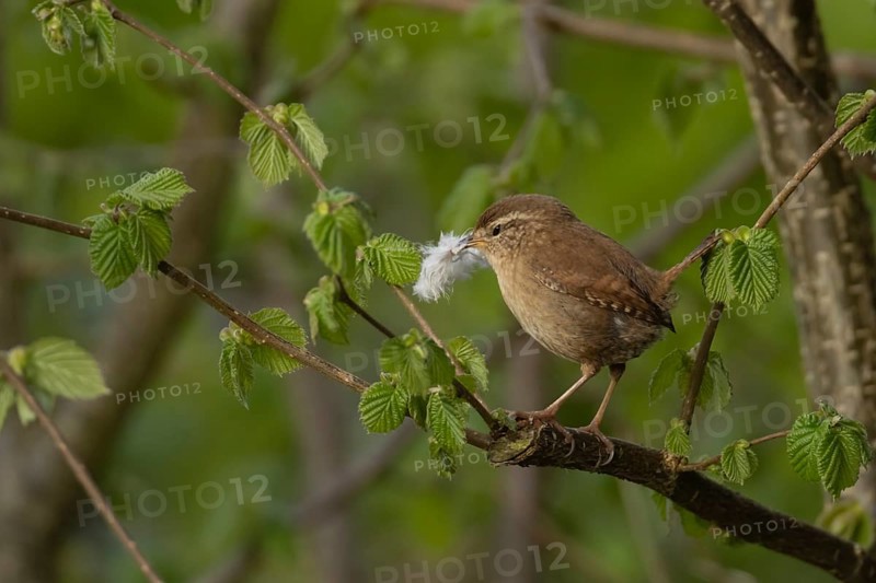 Eurasian wren (Troglodytes troglodytes) adult bird on a Hazel tree branch carrying a feather in its beak for nesting material, England, United Kingdom, Europe