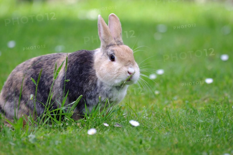 Rabbit (Oryctolagus cuniculus domestica), hare, grass, daisy, A brown domestic rabbit sits in the meadow and munches on a blade of grass
