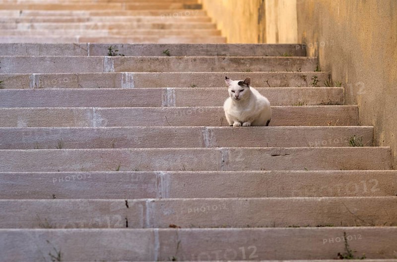 Cat lying, dozing, stairs, evening light, Lisbon, Portugal, Europe
