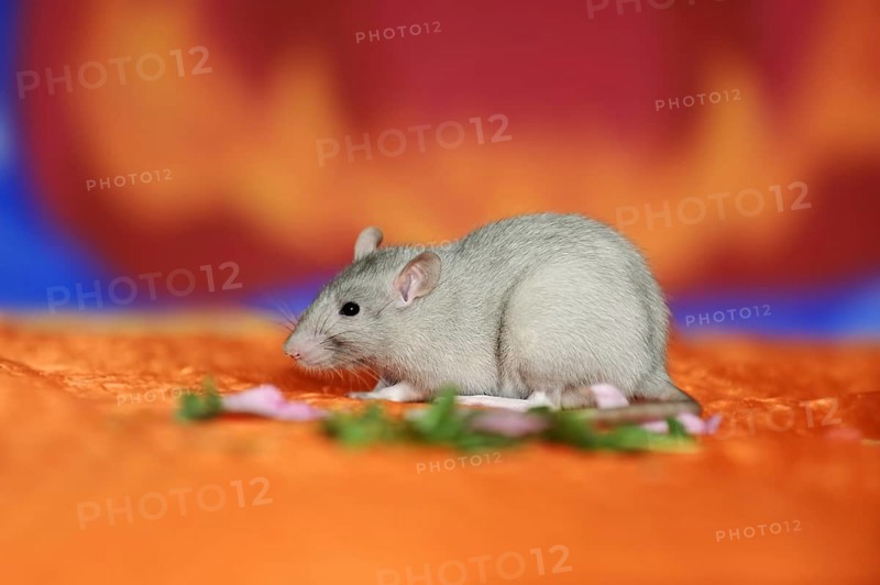 Coloured rat (Rattus novegicus forma domestica), young animal
