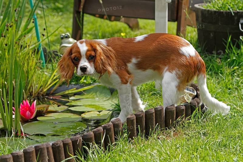 Cavalier King Charles Spaniel, kitten