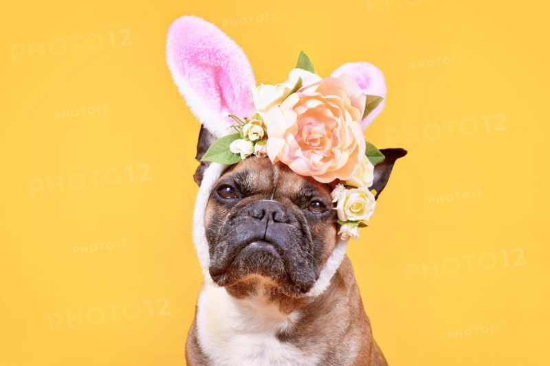Cute French Bulldog dog wearing pink Easter bunny costume ears headband with rose flowers on yellow background