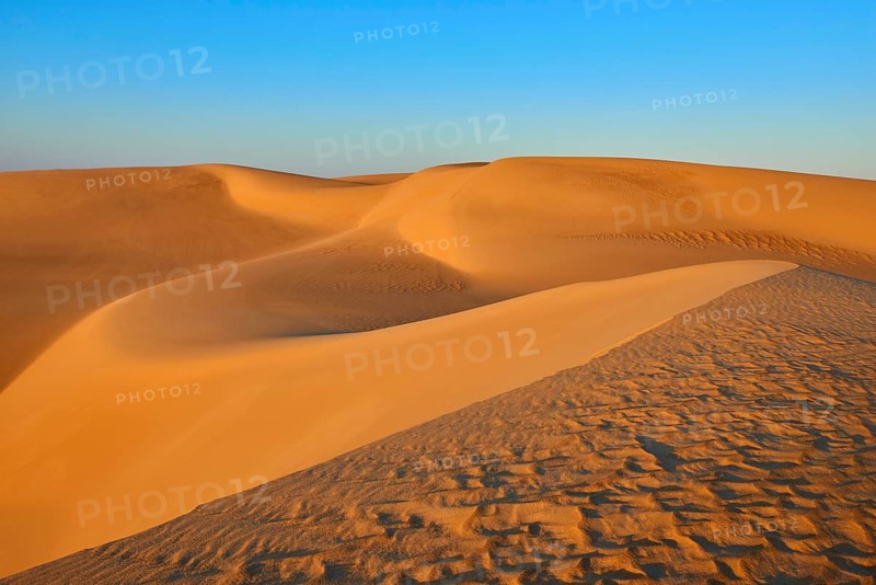 Soft, undulating sand dunes in the desert under a clear blue sky in the light of sunset, Matruh, Great Sand Sea, Libyan Desert, Sahara, Egypt, North Africa, Africa