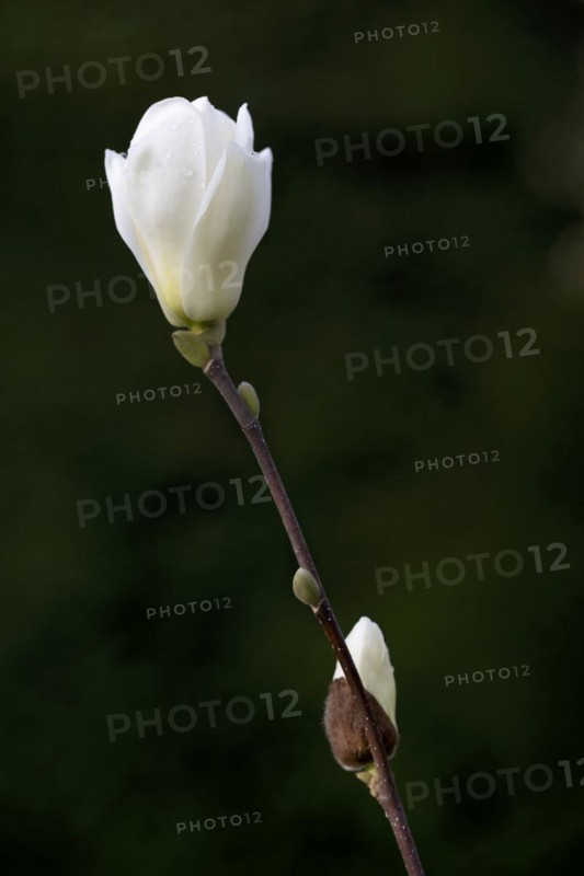 Yulan magnolia (Magnolia denudata Desr.), magnolia blossom, Baden-Württemberg, Germany, Europe