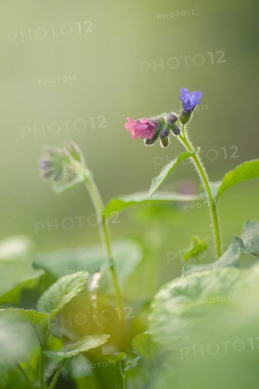 Close-up of a spotted lungwort (Pulmonaria officinalis), portrait format, nature photo, flora, diffuse light, Neustadt am Rübenberge, Lower Saxony, Germany, Europe