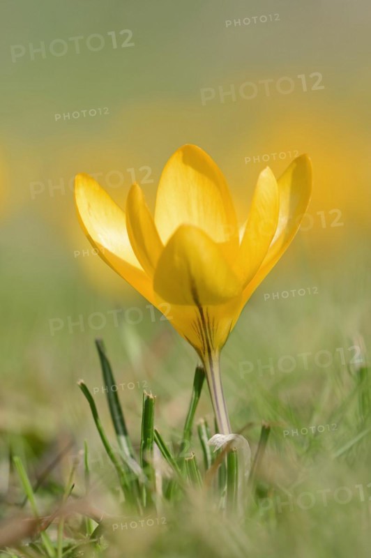 Golden crocus or dutch yellow crocus (Crocus flavus), North Rhine-Westphalia, Germany, Europe