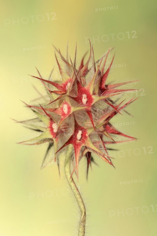Starry clover (Trifolium stellatum), flower, Provence, southern France