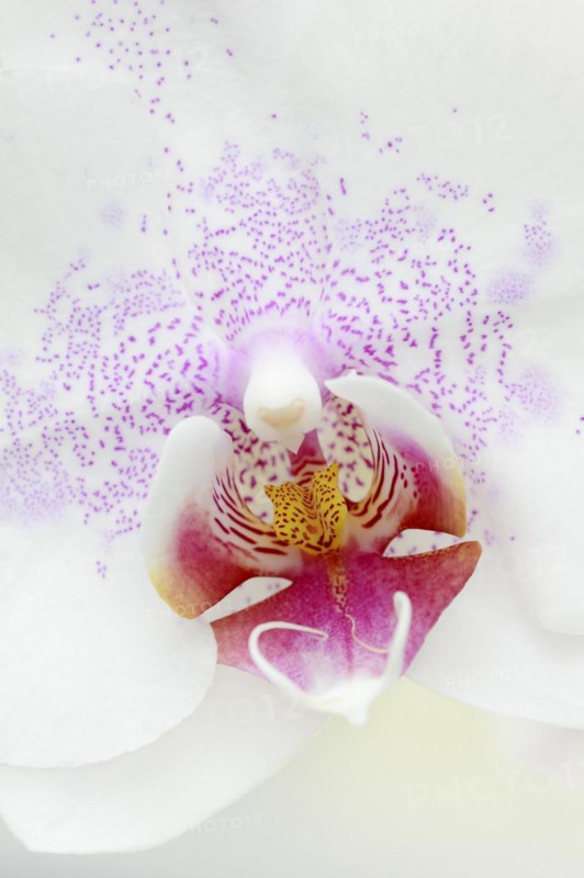 Butterfly orchid (Phalaenopsis), detail of the flower, houseplant, North Rhine-Westphalia, Germany, Europe