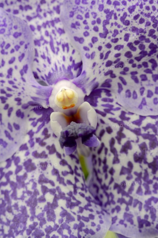 Orchid 'Vanda Trevor Rathbone' (Vanda hybride), flower detail, houseplant, North Rhine-Westphalia, Germany, Europe
