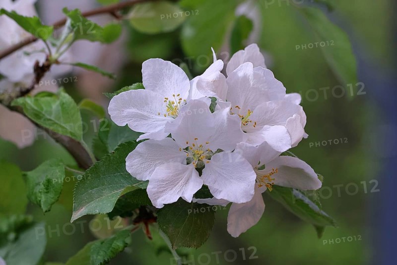 Apple blossoms (Malus), white open blossoms, Wilnsdorf, Nordrhein. Westphalia, Germany, Europe
