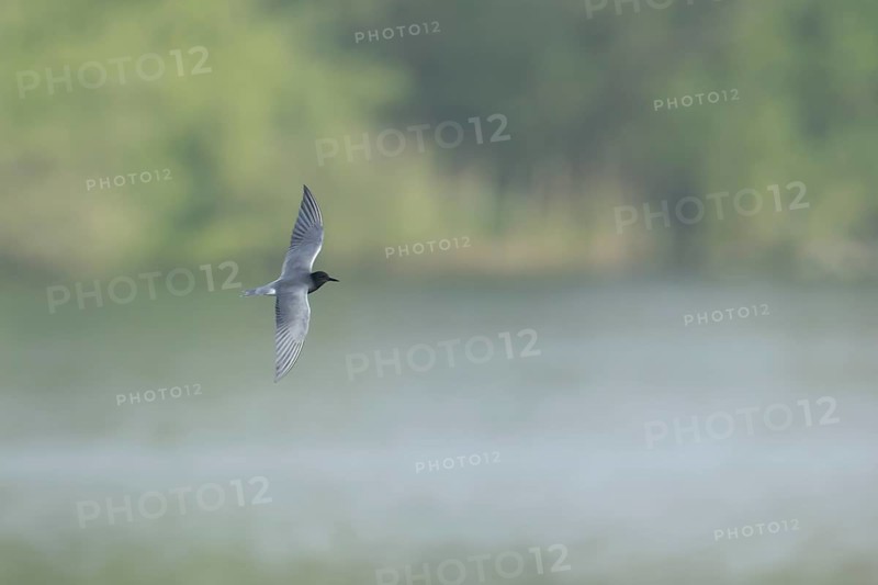Black tern (Chlidonias niger) adult bird in summer plumage in flight over a lake, England, United Kingdom, Europe