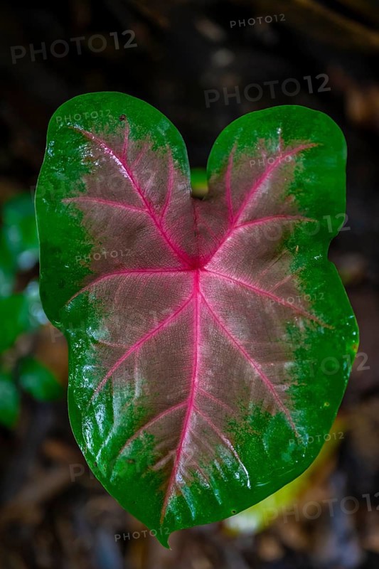 Caladium bicolor leaf, Tortuguero National Park, Costa Rica, Central America